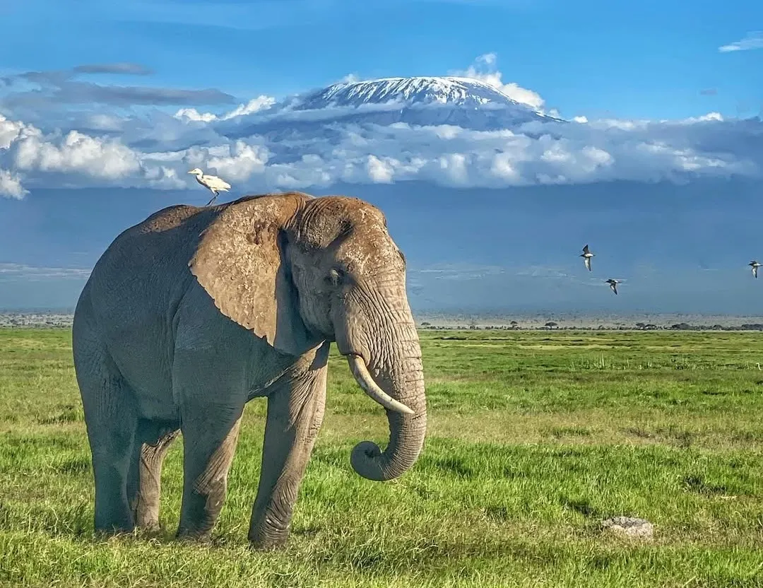 Amboseli National Park