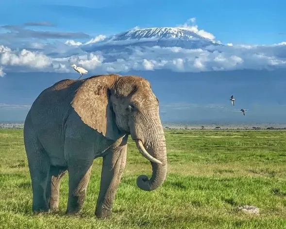 Amboseli National Park