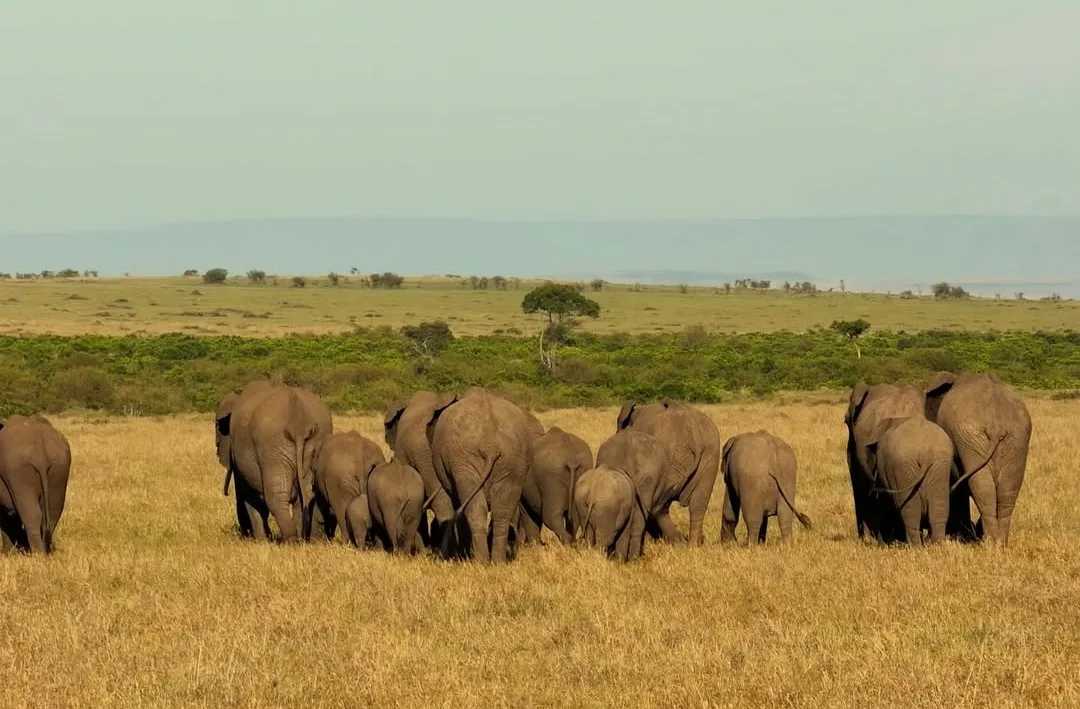 7 Days Masai Mara Great Migration Safari | Mid-Range