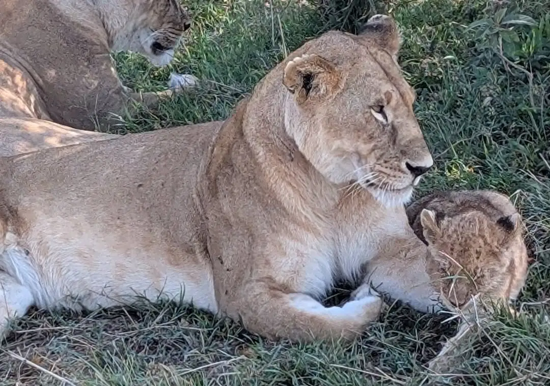 3-Day Masai Mara Private Safari Package