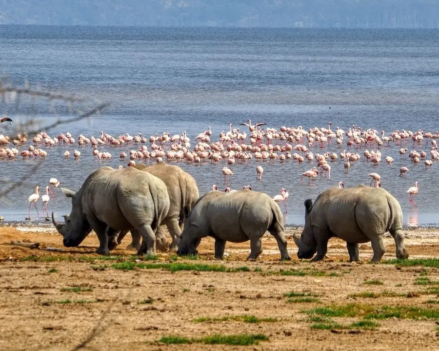 Lake Nakuru National Park