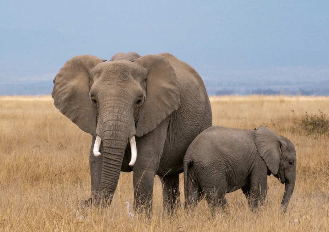 6-Day Amboseli, Nakuru & Mara Circuit