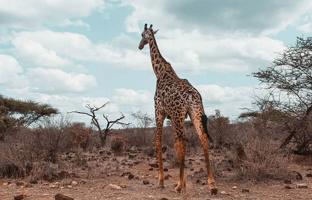 4-Day Tsavo & Kilimanjaro Explorer