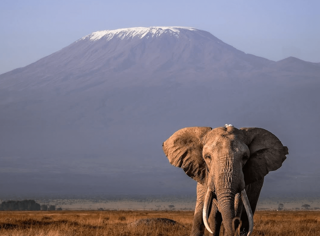 3-Day Amboseli Safari Package (Kilimanjaro Views)