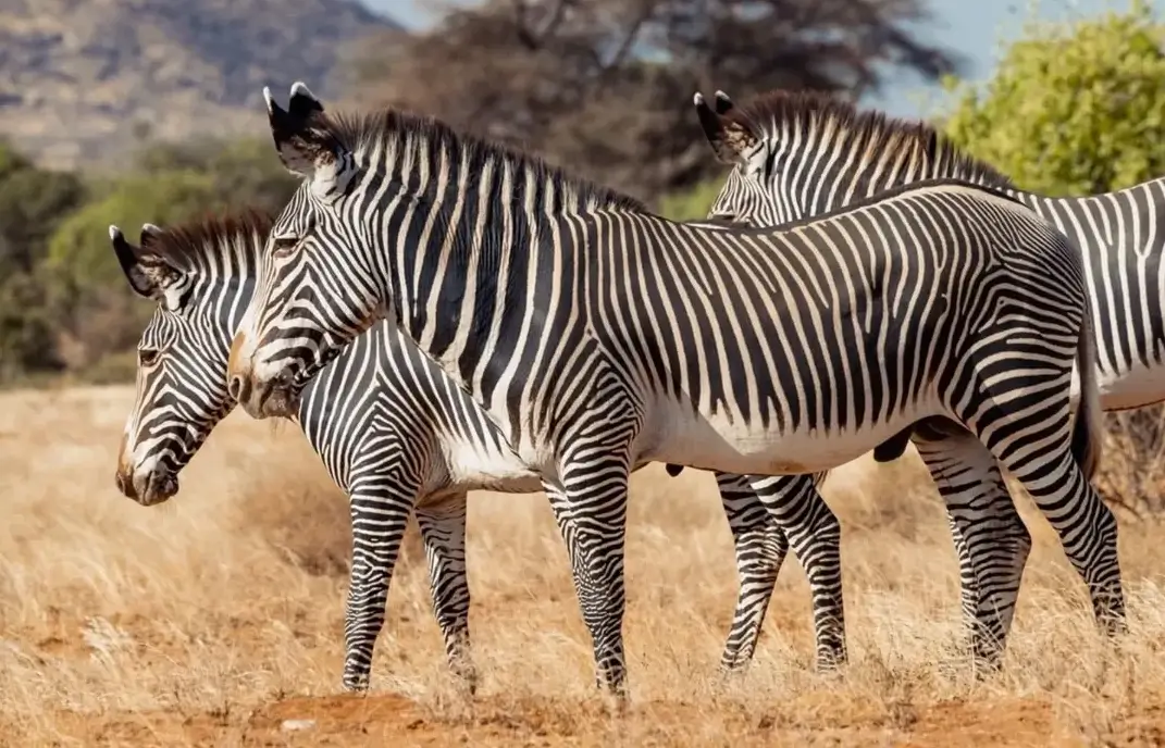 3-Day Samburu National Reserve Package