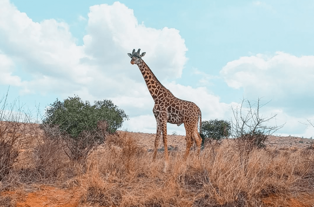 Tsavo West National Park