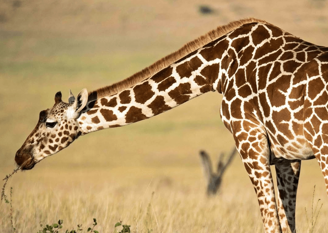Samburu National Reserve