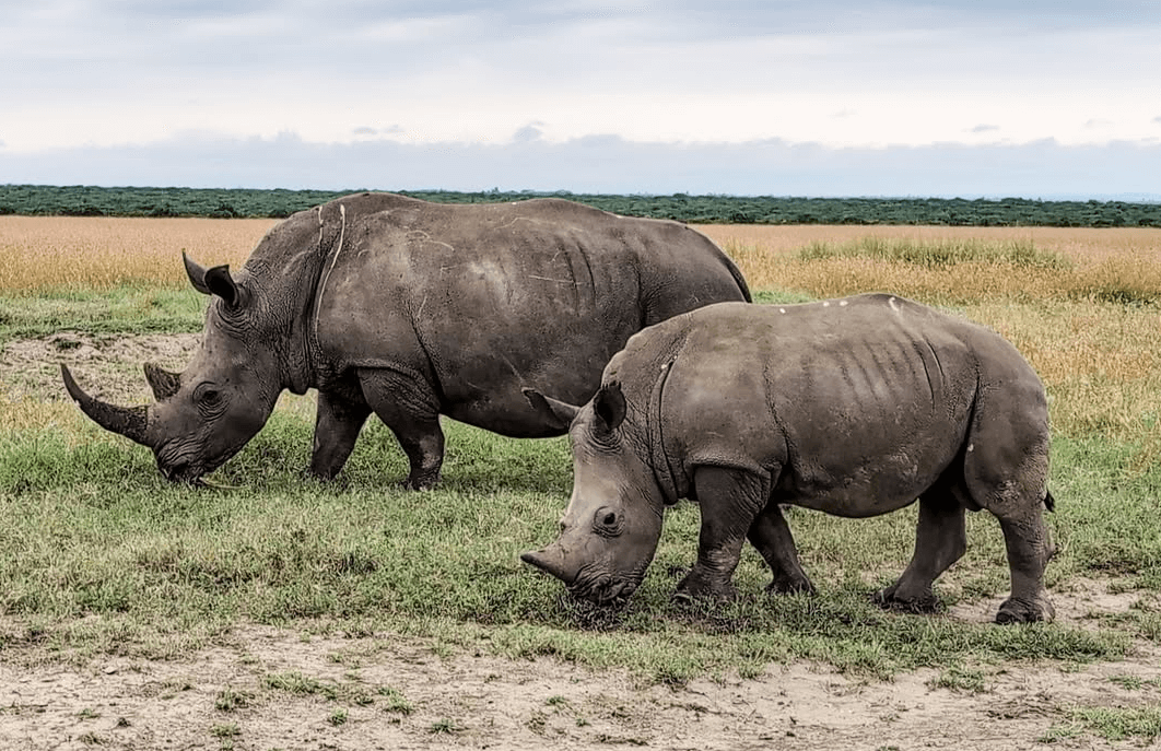 Ol Pejeta Conservancy