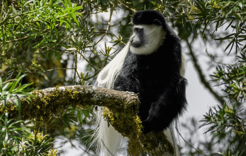 Aberdare National Park