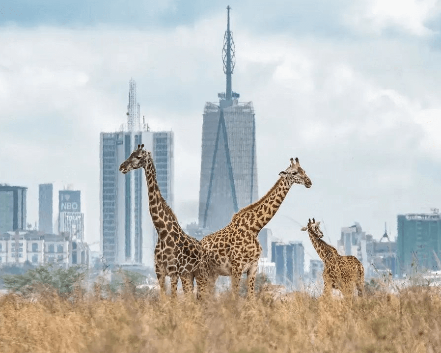 Nairobi National Park