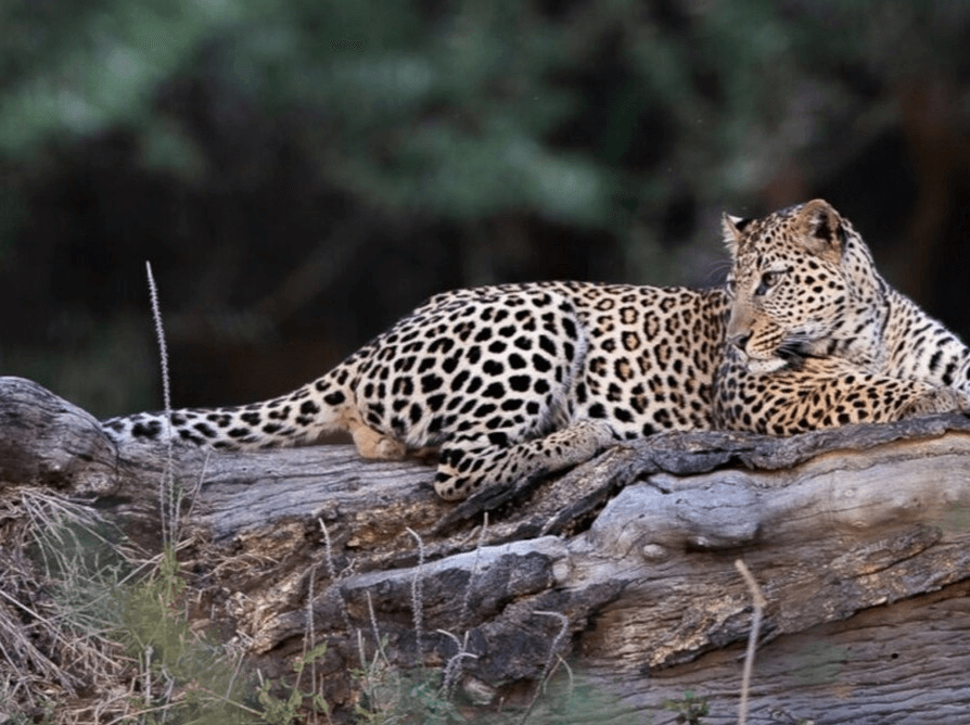 Lewa Wildlife Conservancy