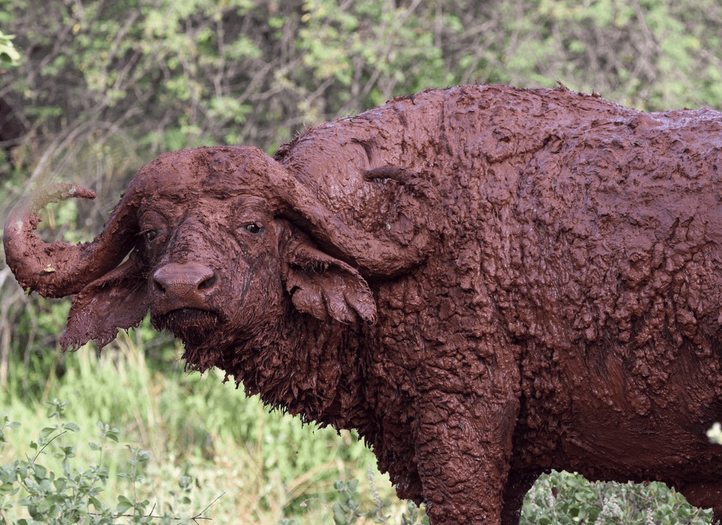 Meru National Park