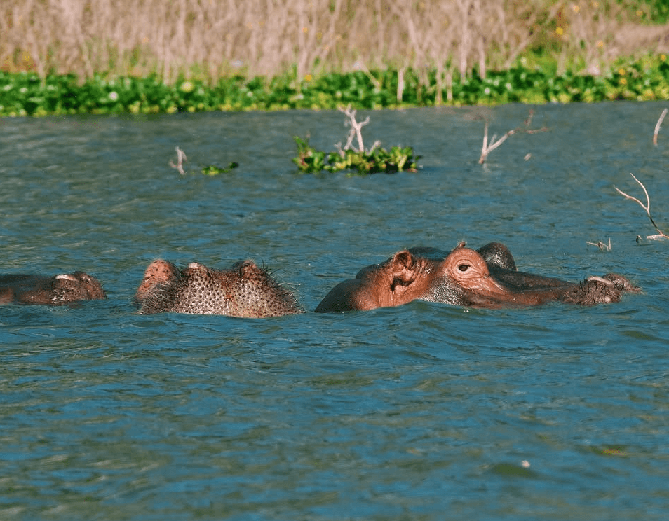 Lake Naivasha National Park