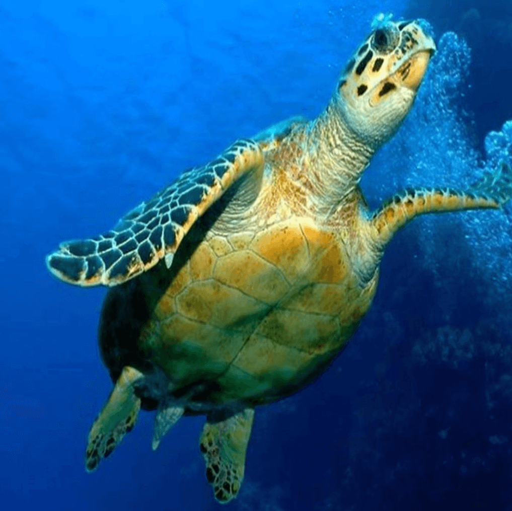 Malindi Marine National Park