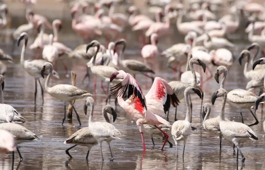 Lake Bogoria National Reserve