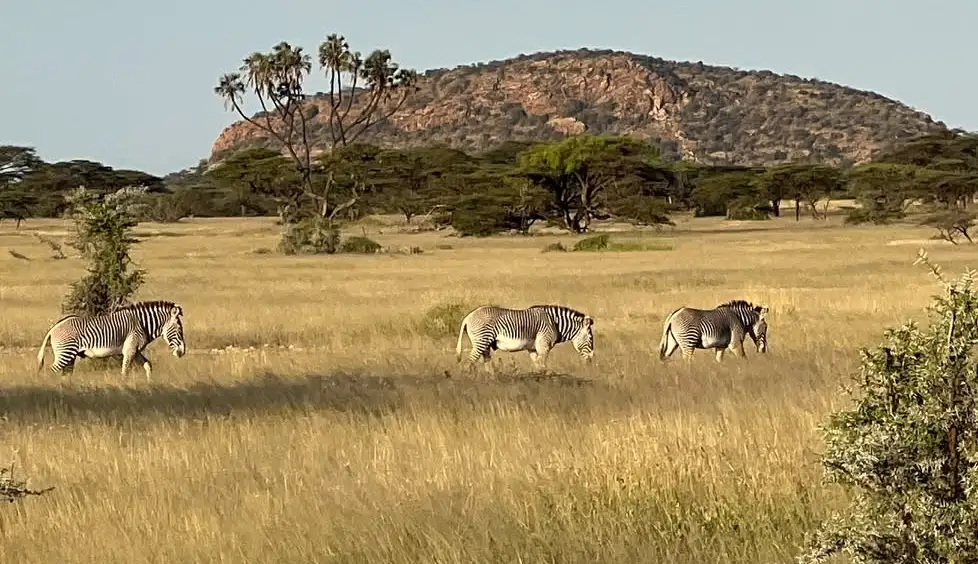 Shaba National Reserve