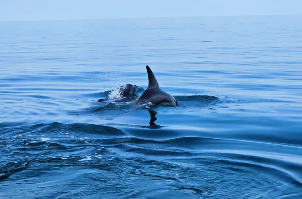 Kisite Mpunguti Marine Park