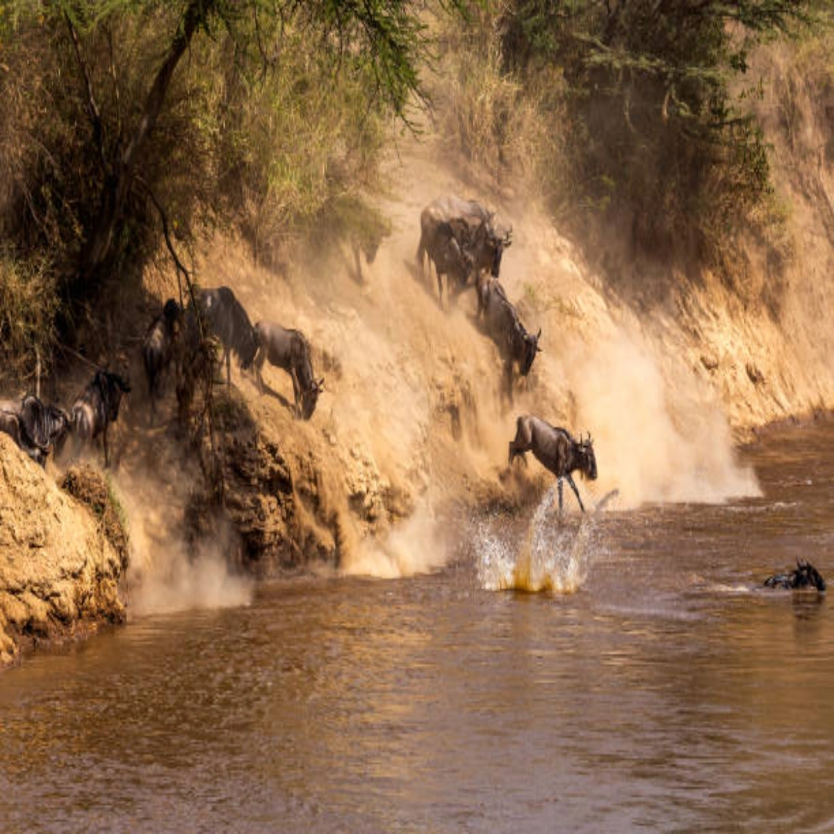 7-Day August Masai Mara River Crossing Safari