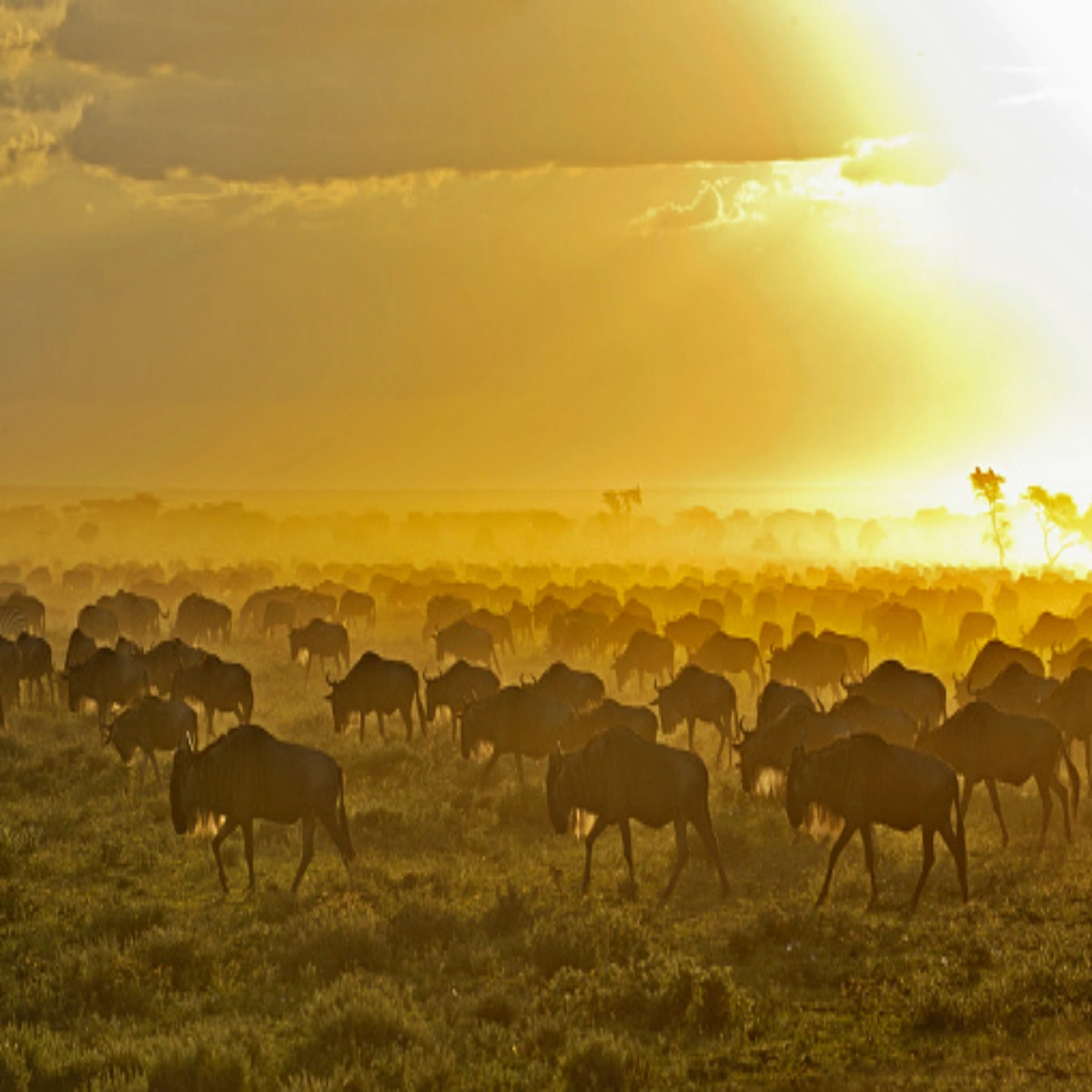 8-Day September Great Migration Photography Safari