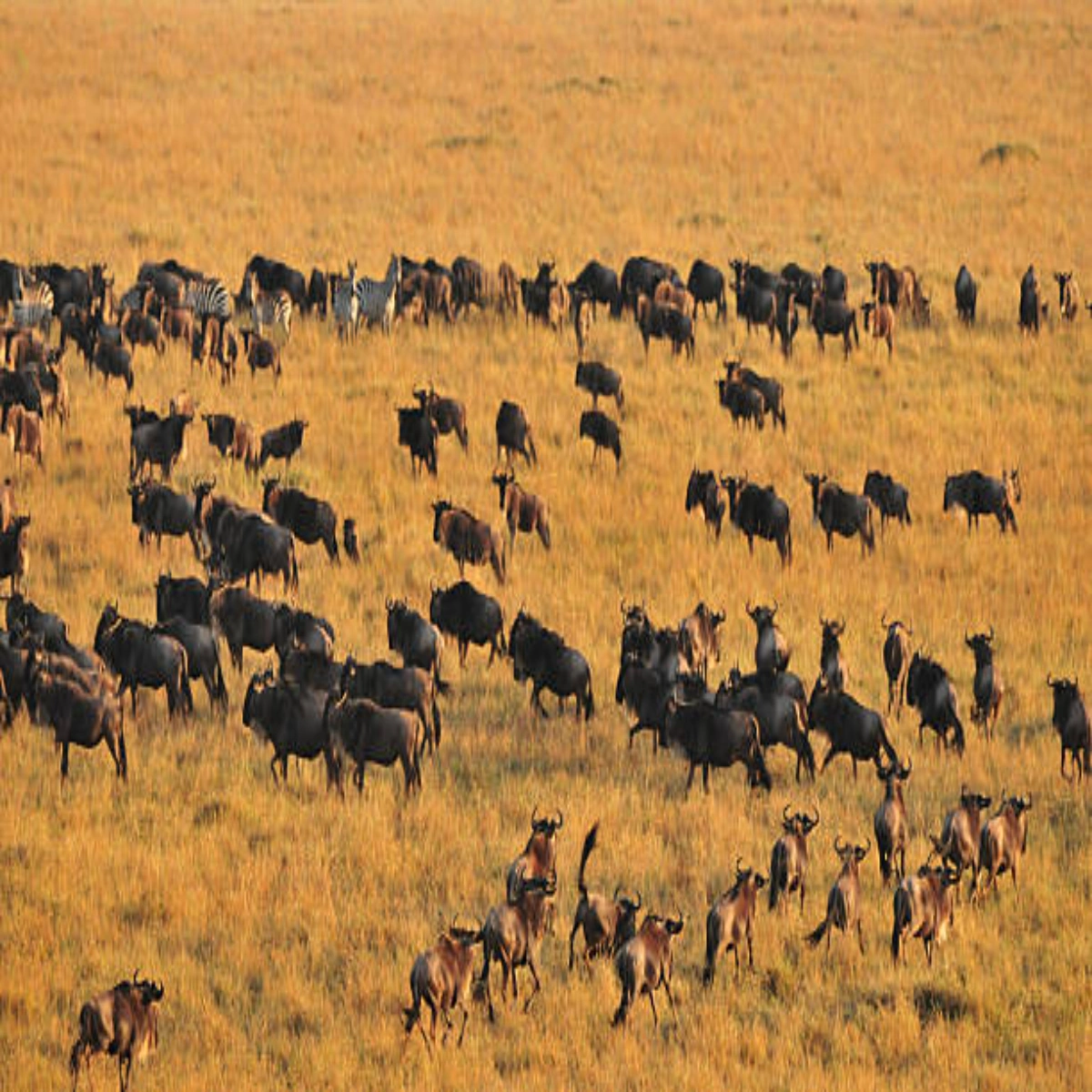 6-Day October End-of-Migration Kenya Safari