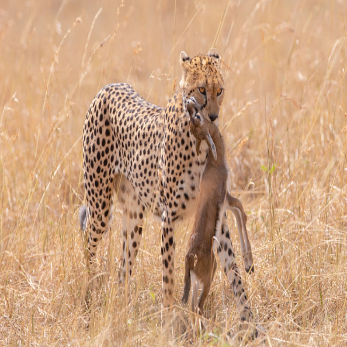 9-Day January Kenya Safari Honeymoon and Diani Escape