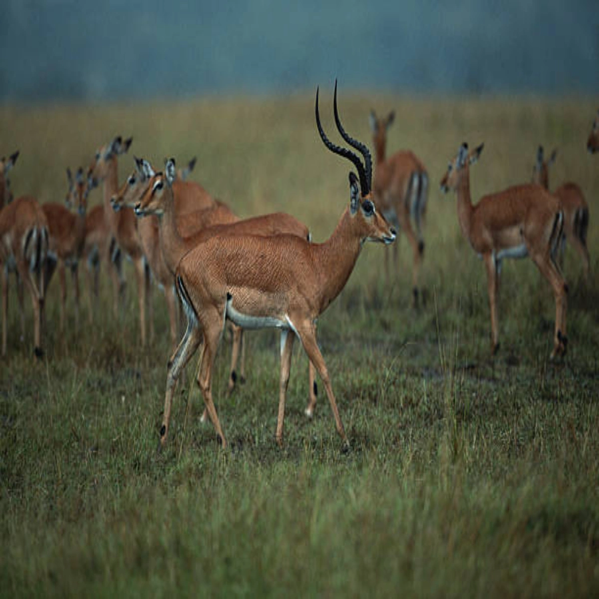 4-Day November Cheap Masai Mara Safari