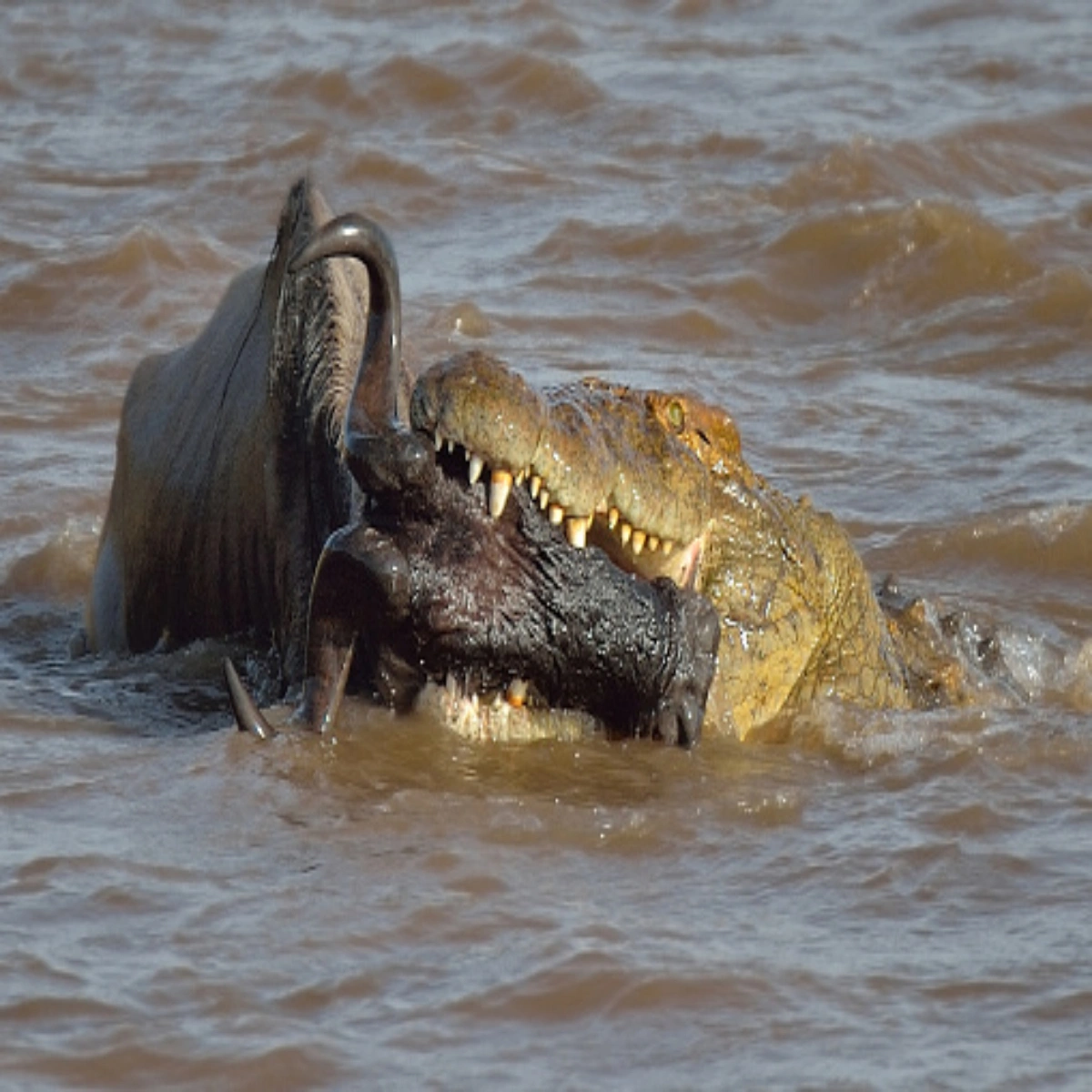 8-Day July Kenya Family Wildlife Safari
