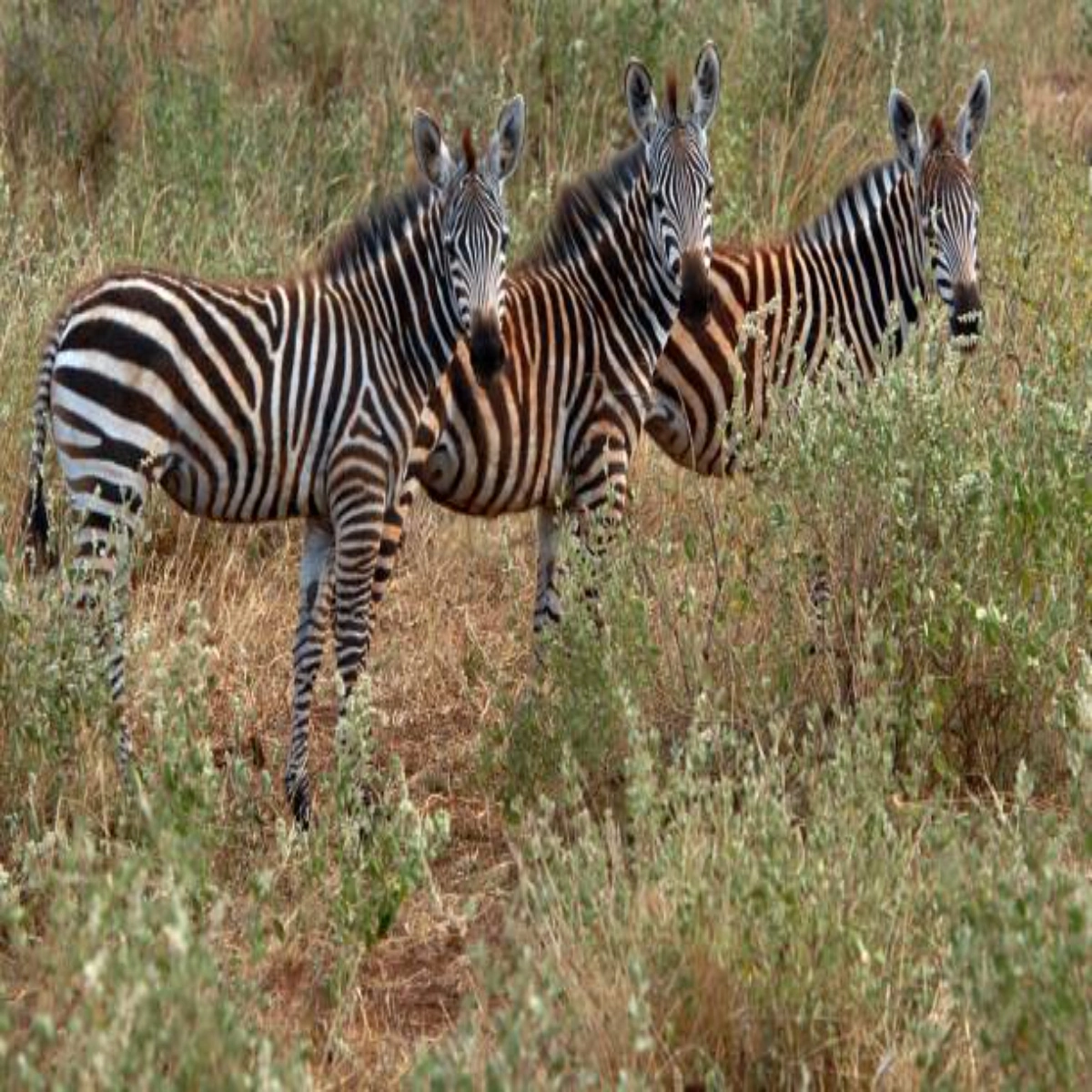 10-Day December Kenya Family Safari and Beach Holiday