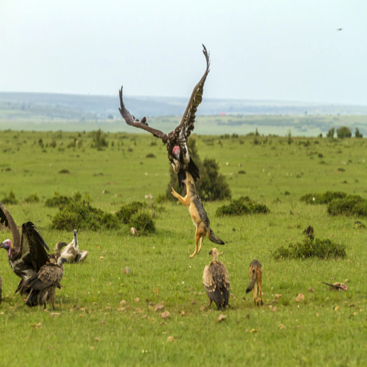 7-Day January Accessible Kenya Safari Escape