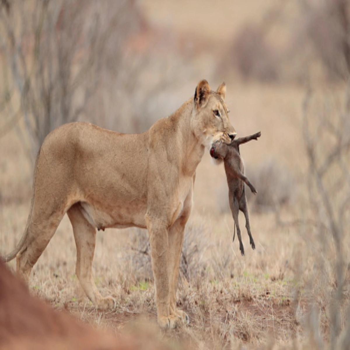 8-Day June Private Luxury Kenya Wildlife Safari