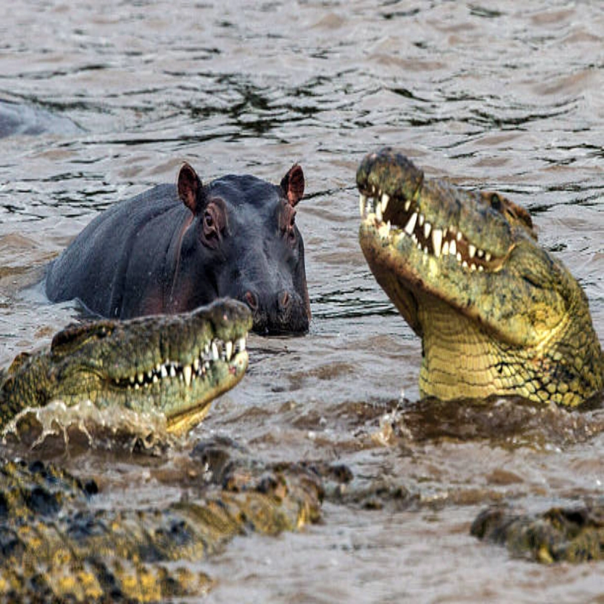 10-Day December Luxury Kenya Christmas Safari