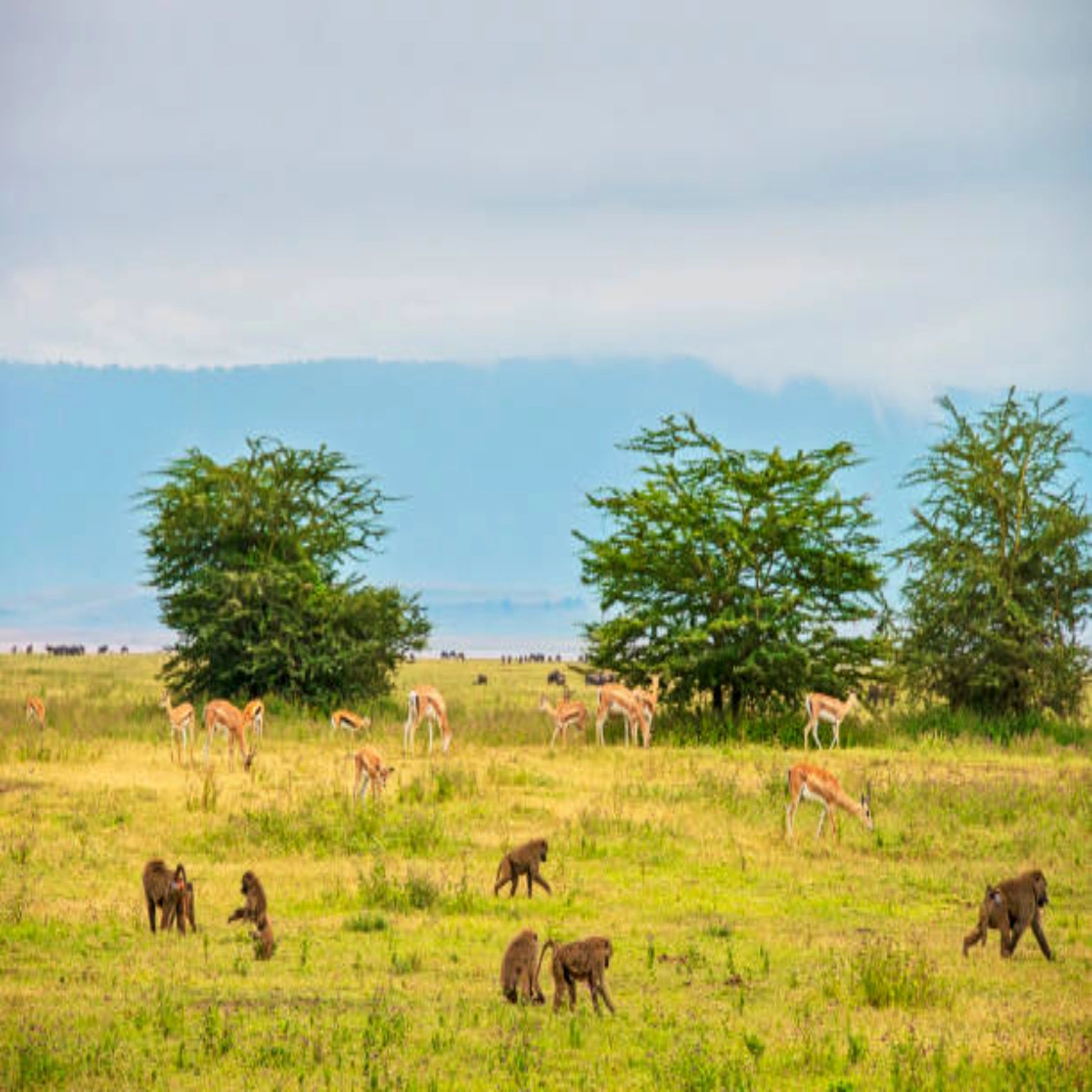 7-Day December Kenya Safari Holiday