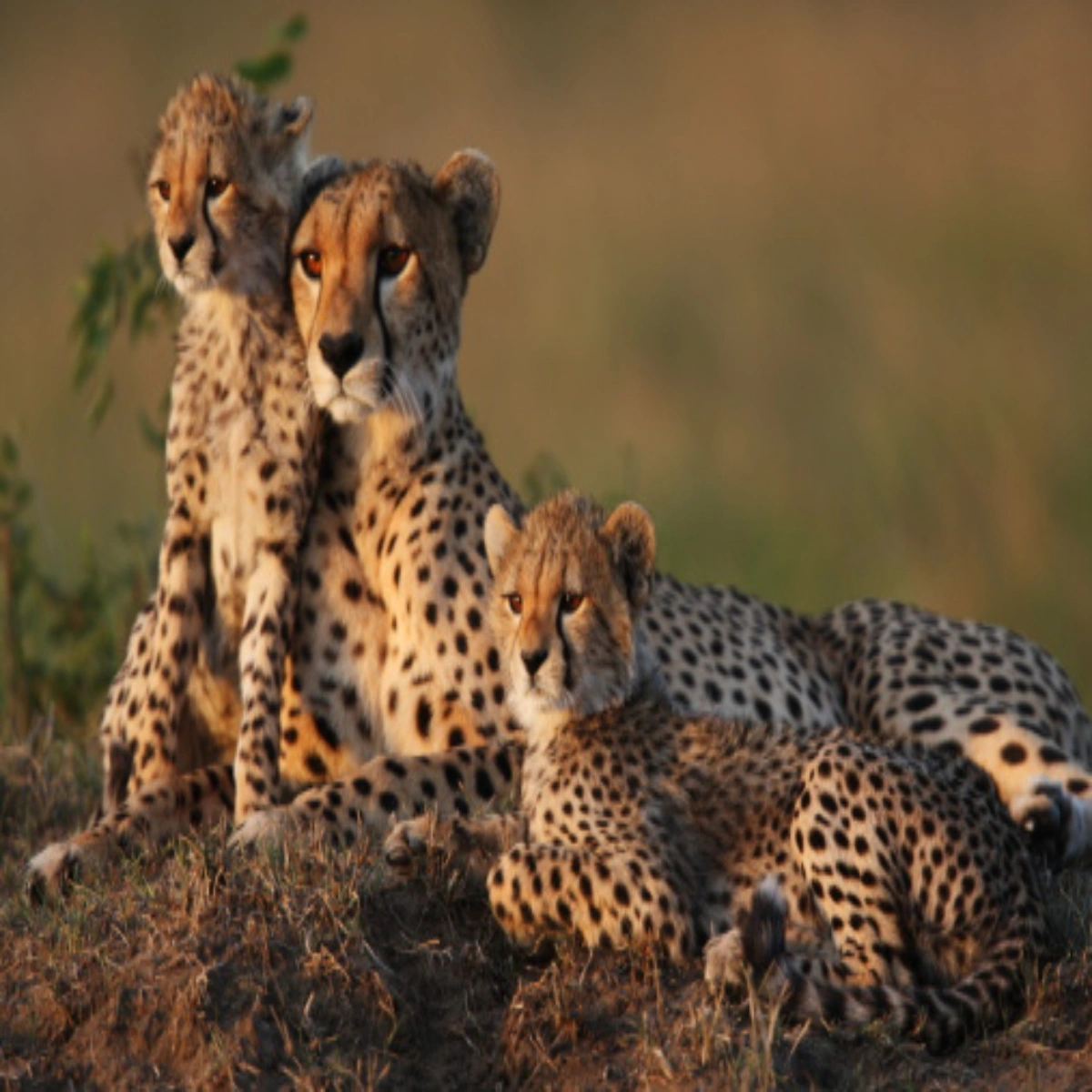 5-Day Cheap Kenya Safari for First-Timers