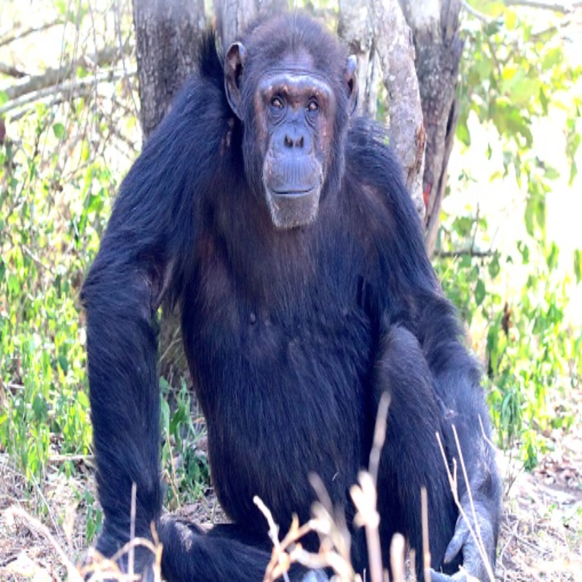 4-Day September Aberdare and Ol Pejeta Active Safari