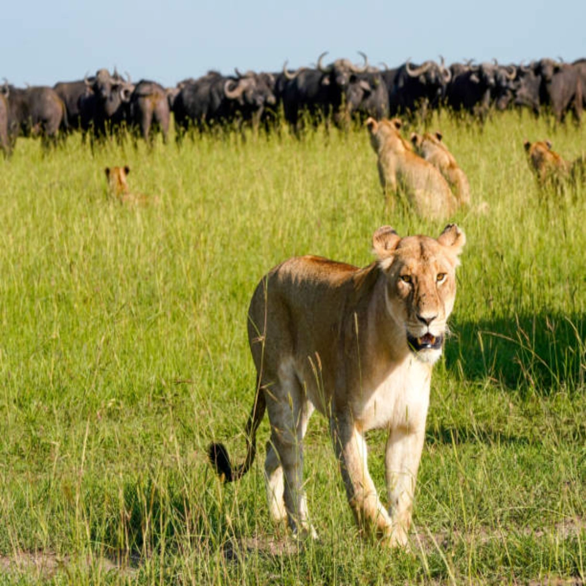 10-Day December Kenya Christmas Safari & New Year in Diani