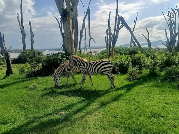 Lake Naivasha Resort