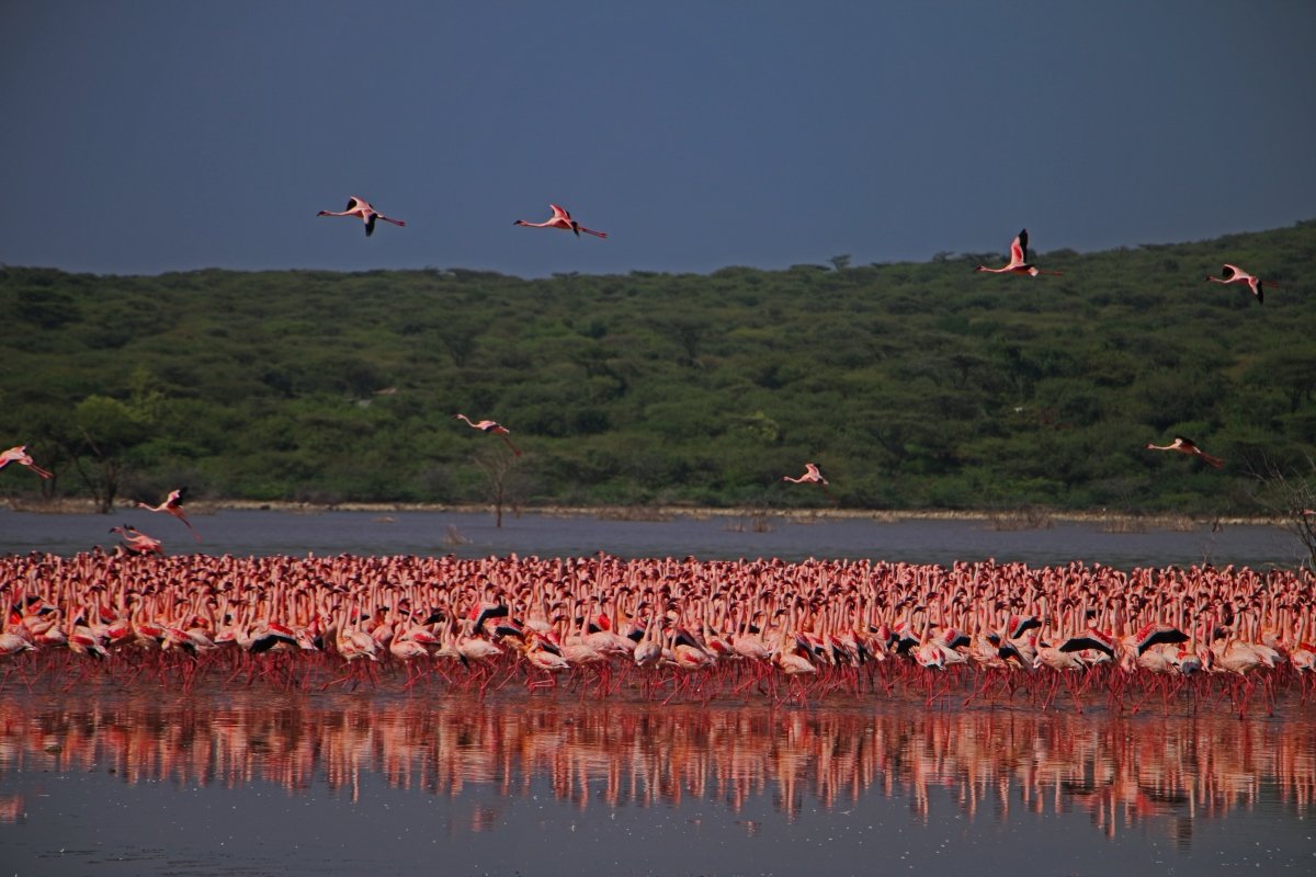 Water Levels and Best Time for Flamingos at Lake Nakuru
